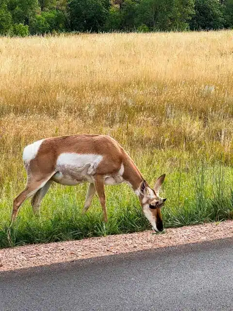 Custer State Park deer