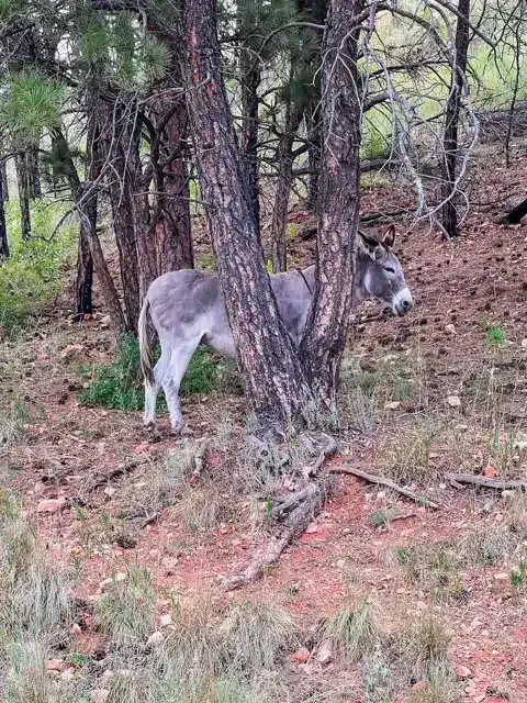 Custer State Park Wildlife Loop burro