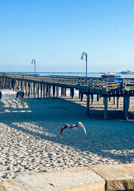 A scenic view of Avila Beach Pier stretching over the calm ocean waters, with a single seagull gracefully flying overhead under a clear, blue sky.