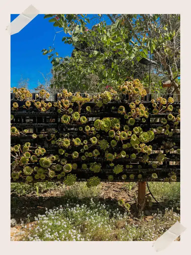 Santa Barbara Plants