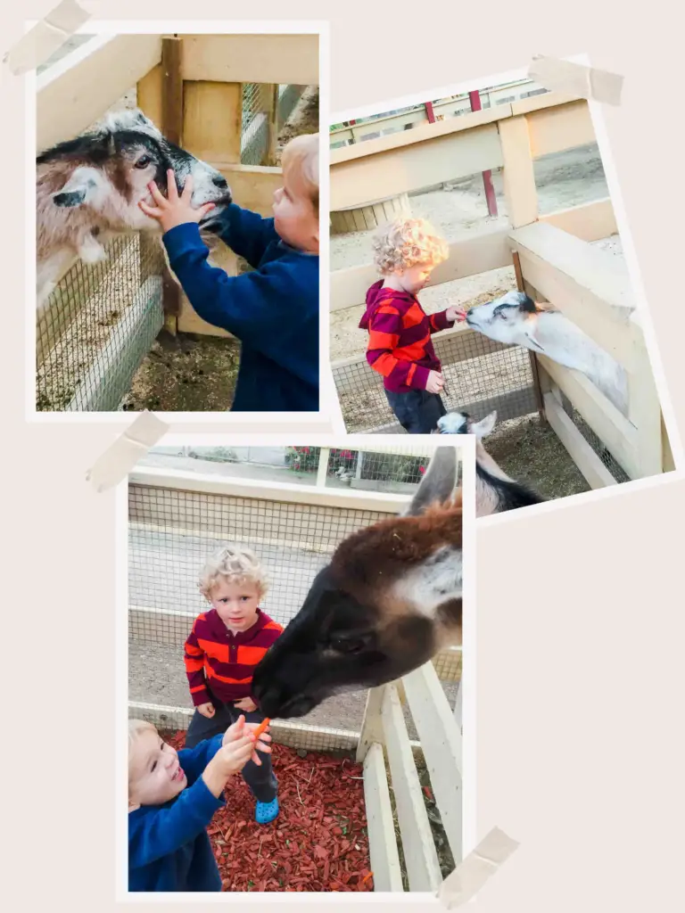 Petting Zoo in San Juan Capistrano