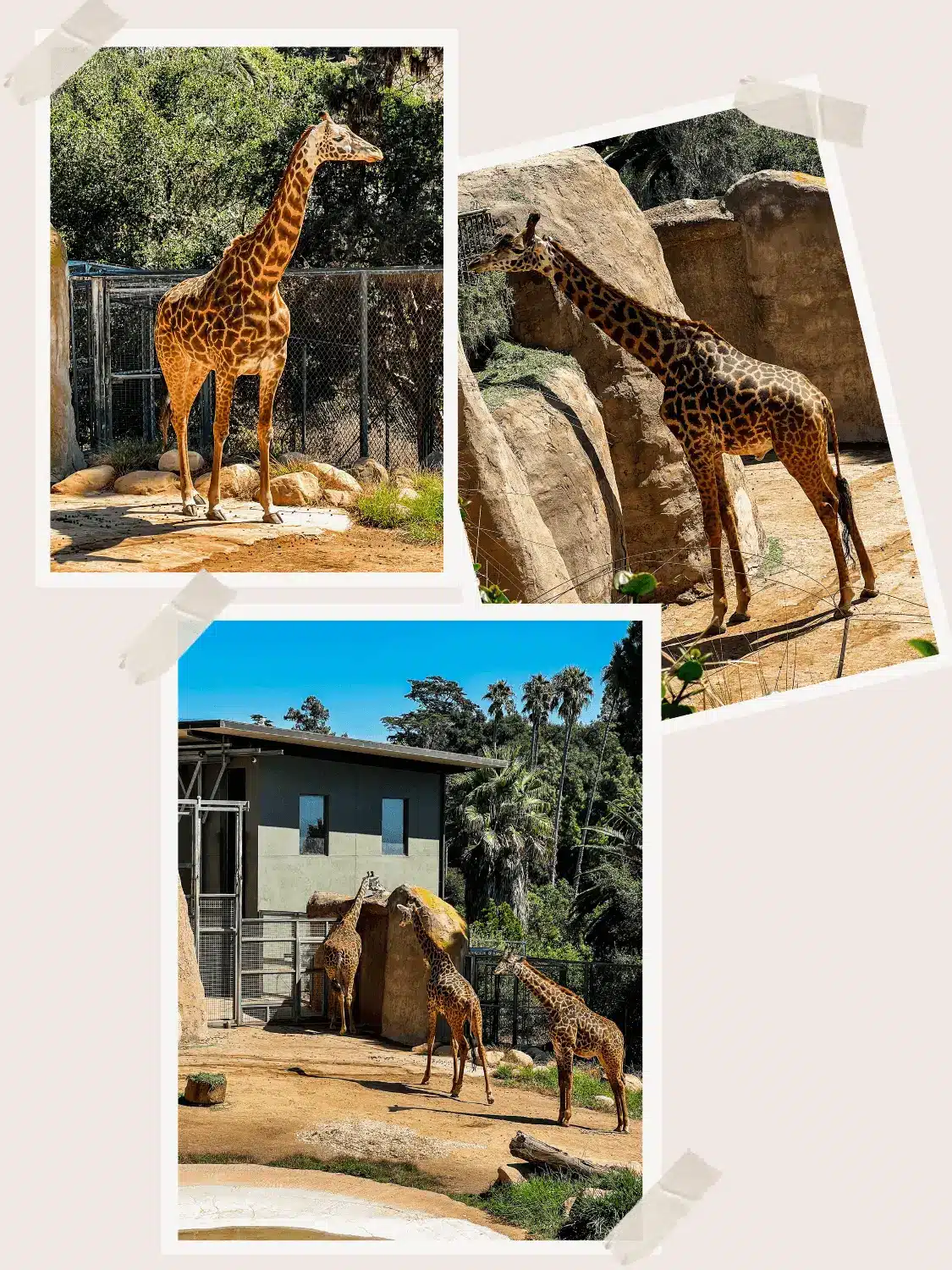 Santa Barbara Zoo Giraffe