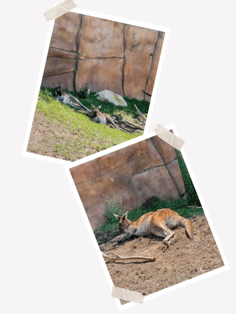 Santa Barbara Zoo Kangaroo