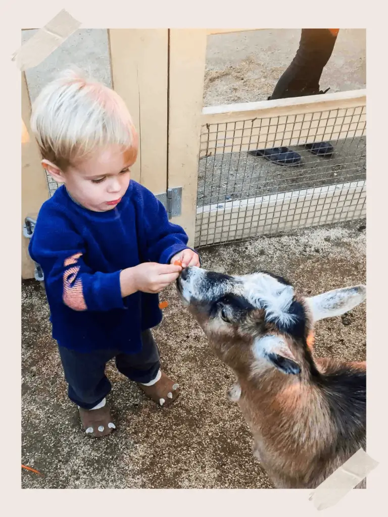 Petting Zoo in San Juan Capistrano