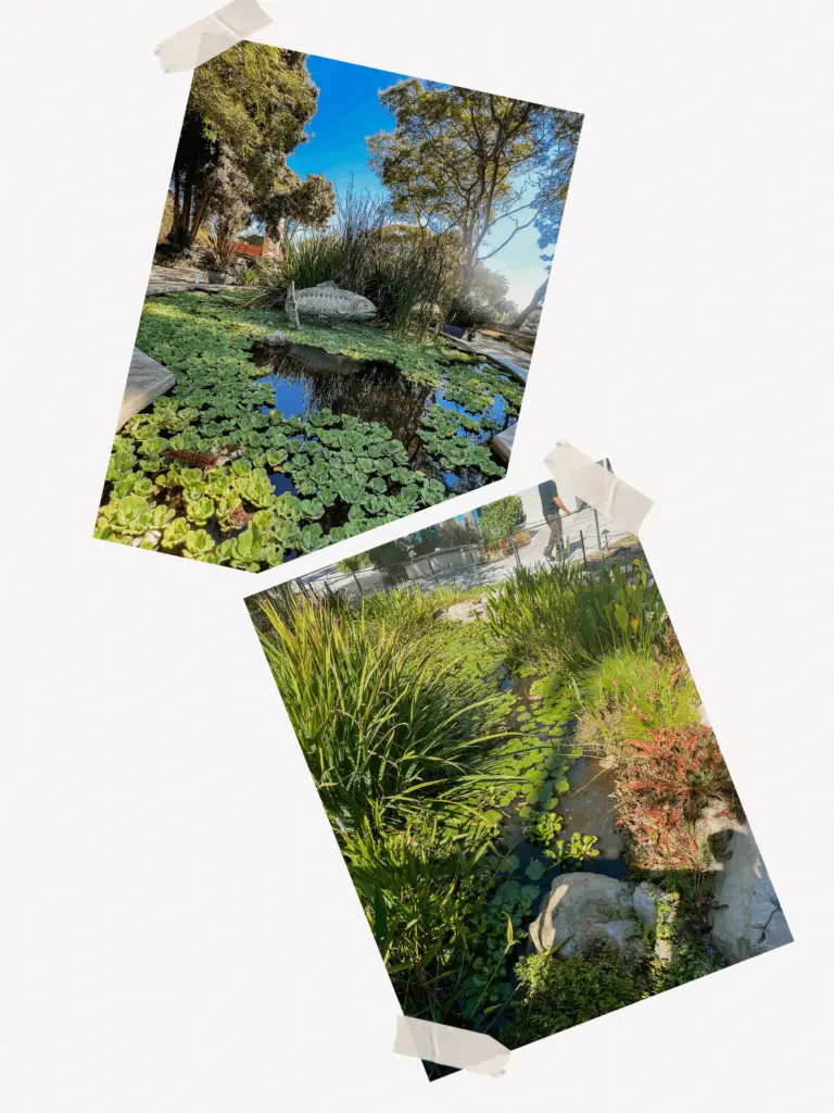 California Zoo Pond