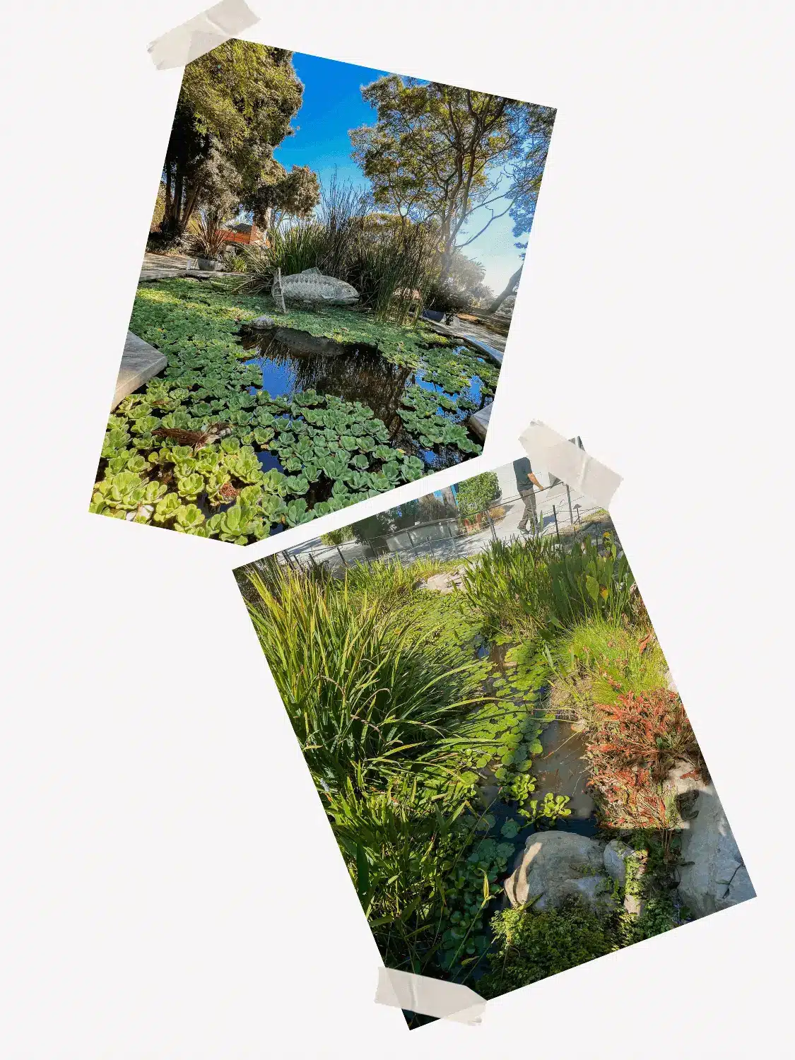 Santa Barbara Zoo Pond