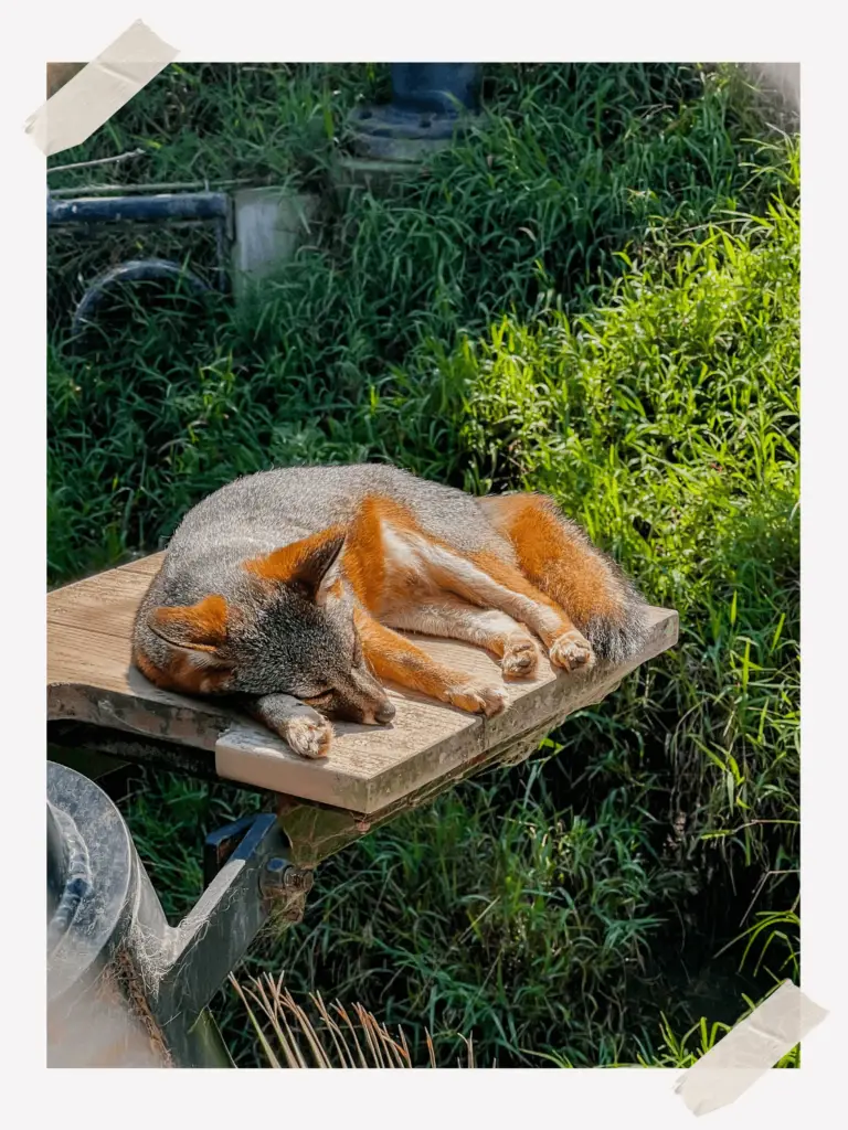 Santa Barbara Zoo Fox