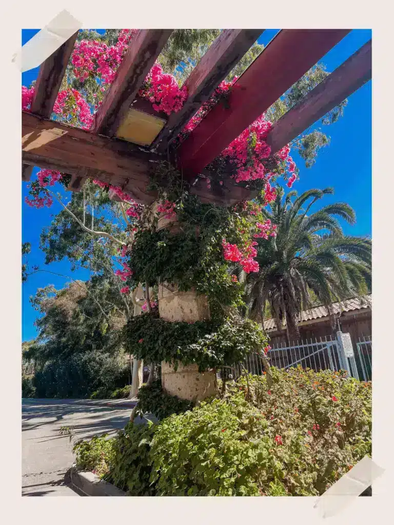 Santa Barbara Zoo Plants