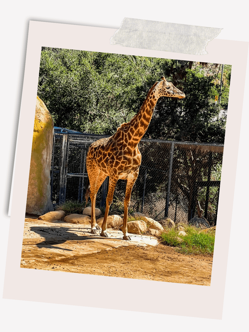 Beautiful giraffe at the Santa Barbara Zoo