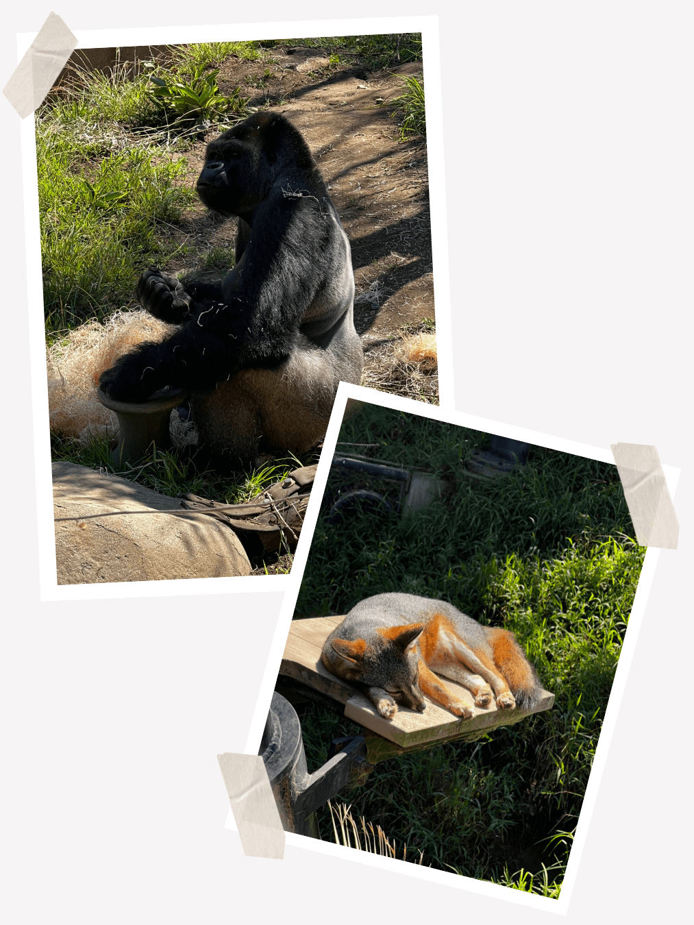 Santa Barbara Zoo