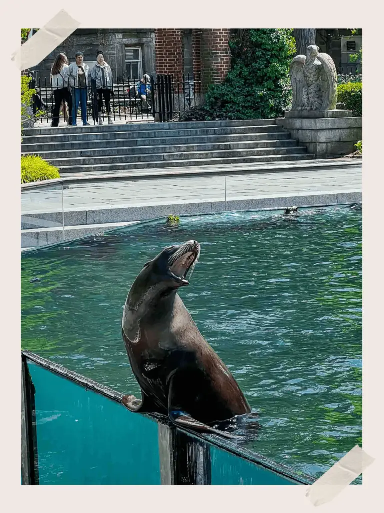 Sea Lions at Central Park Zoo