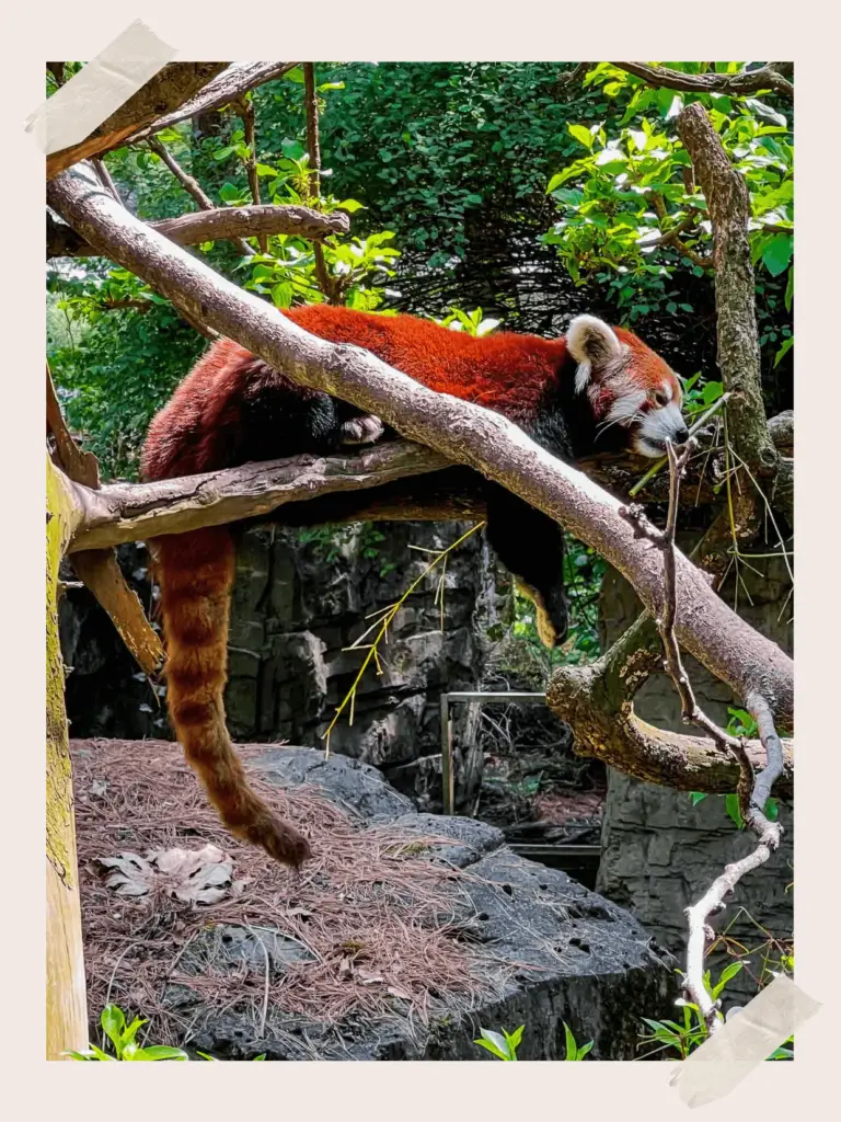Red Panda at the Central Park Zoo NYC