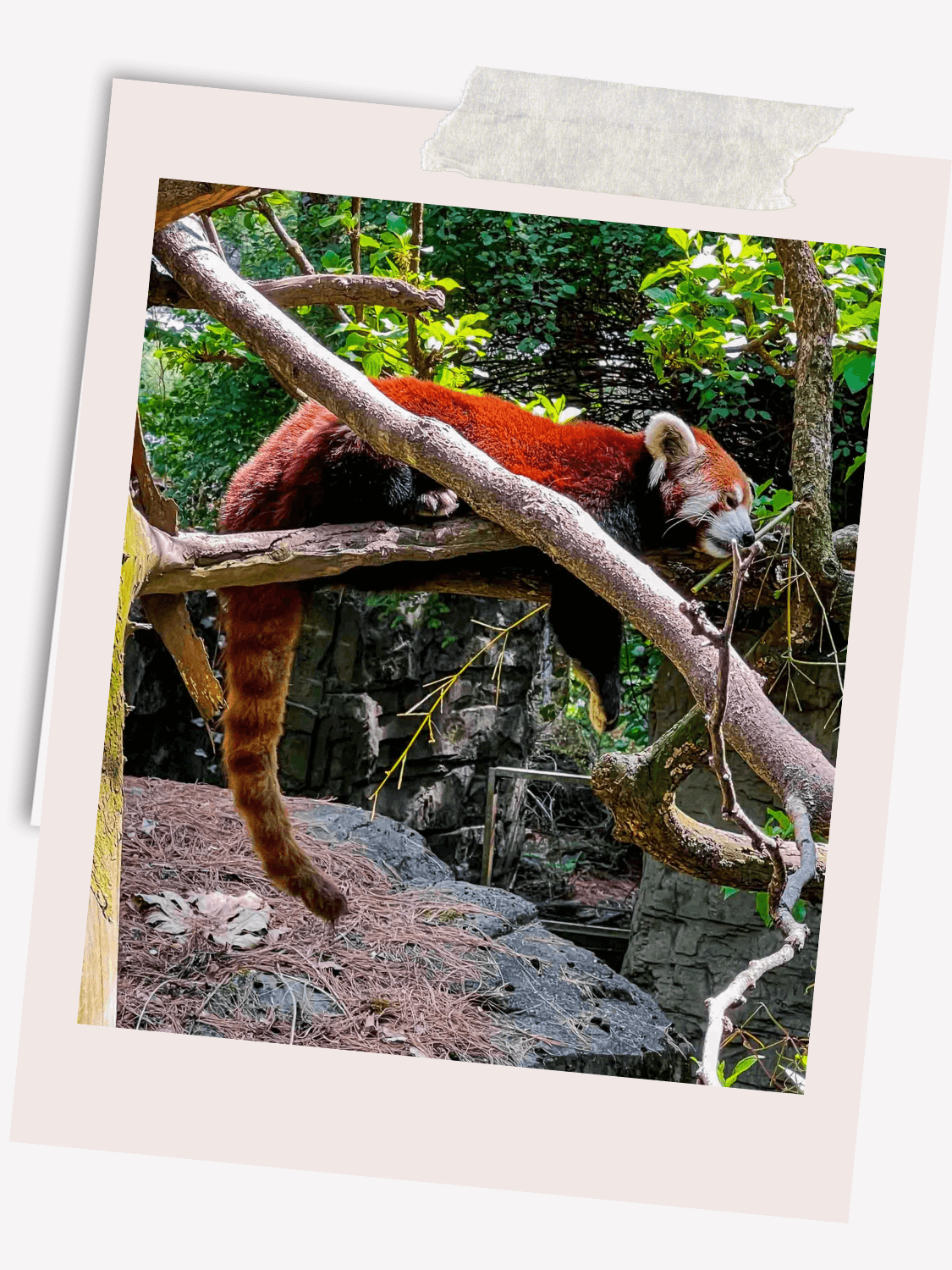 Central Park Zoo, Visit the Central Park Zoo, Animals at the Central Park Zoo in New York City, Temperate Territory, Red Panda