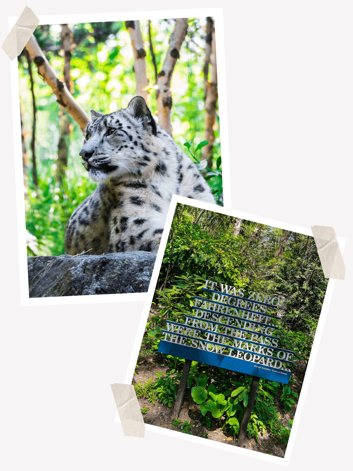 Central Park Zoo, Visit the Central Park Zoo, Animals at the Central Park Zoo in New York City, Snow Leopards