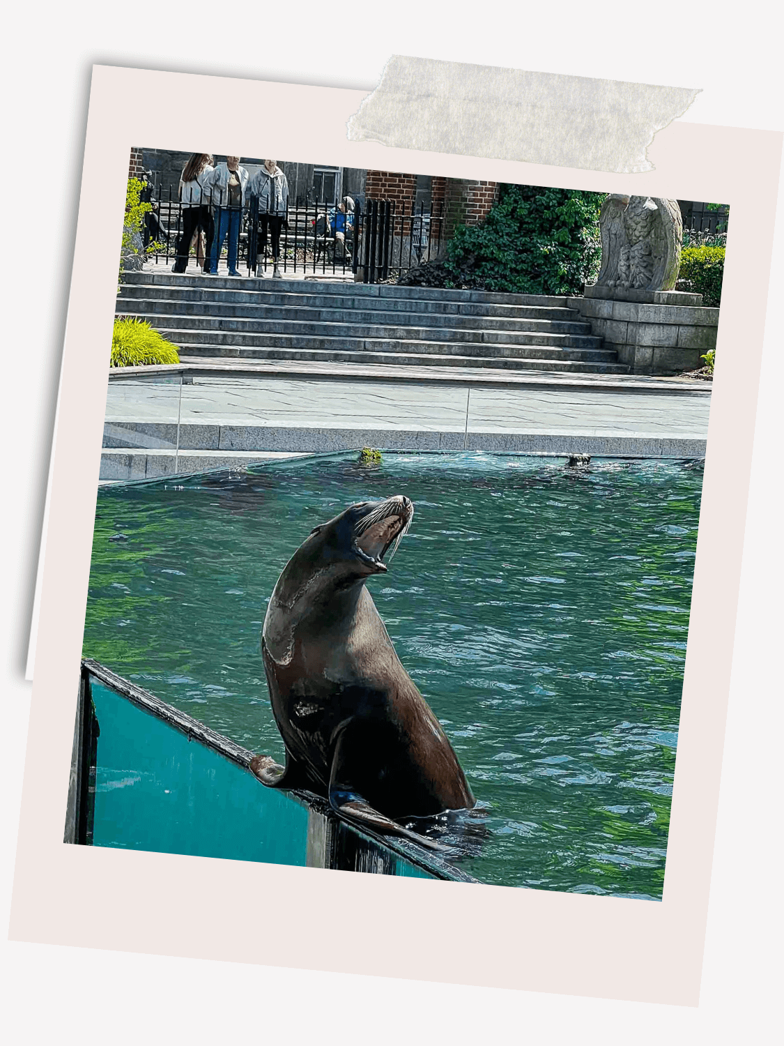 Central Park Zoo, Visit the Central Park Zoo, Animals at the Central Park Zoo in New York City, Sea Lions