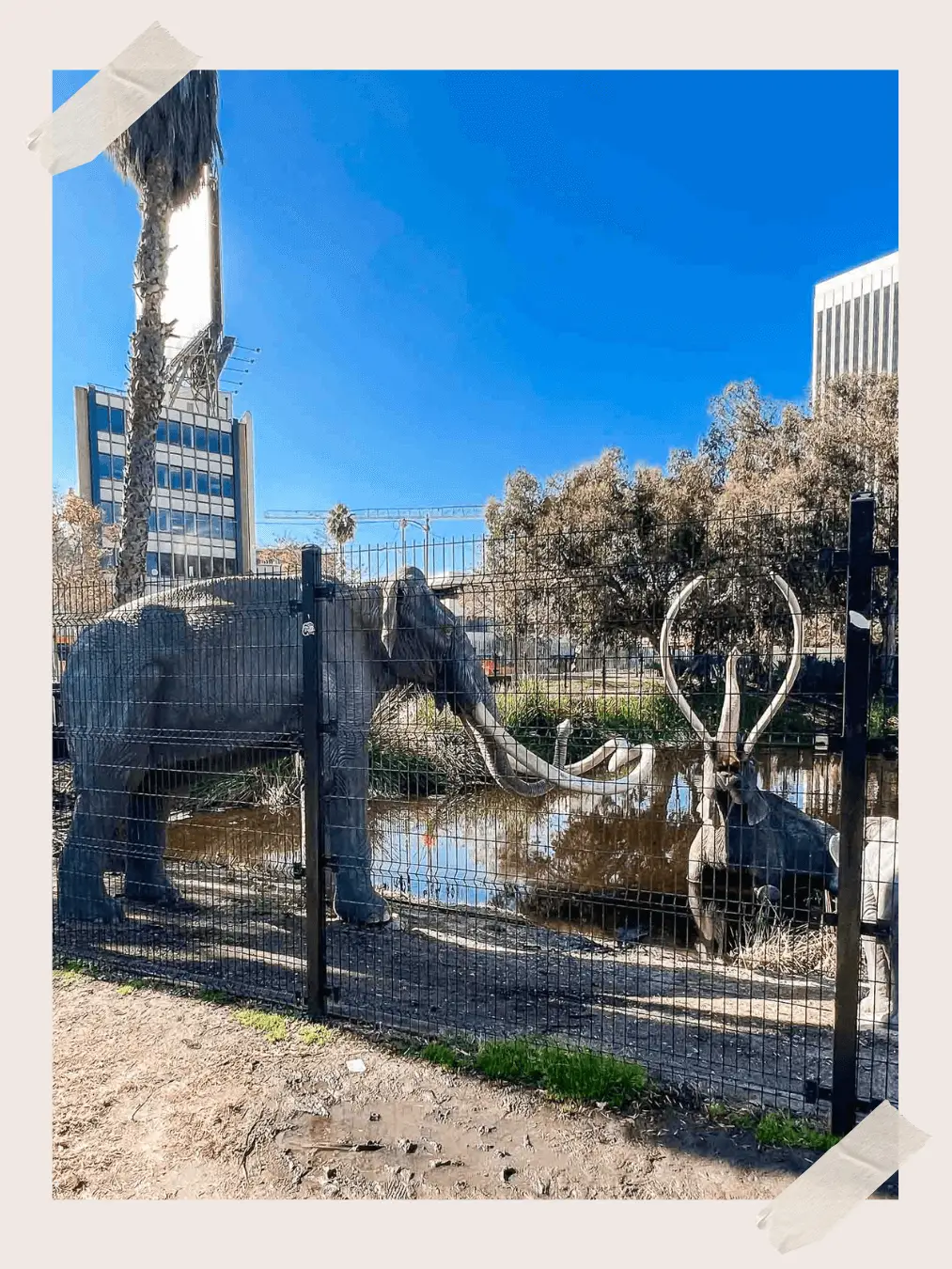 La Brea Tar Pits, Lake Pit