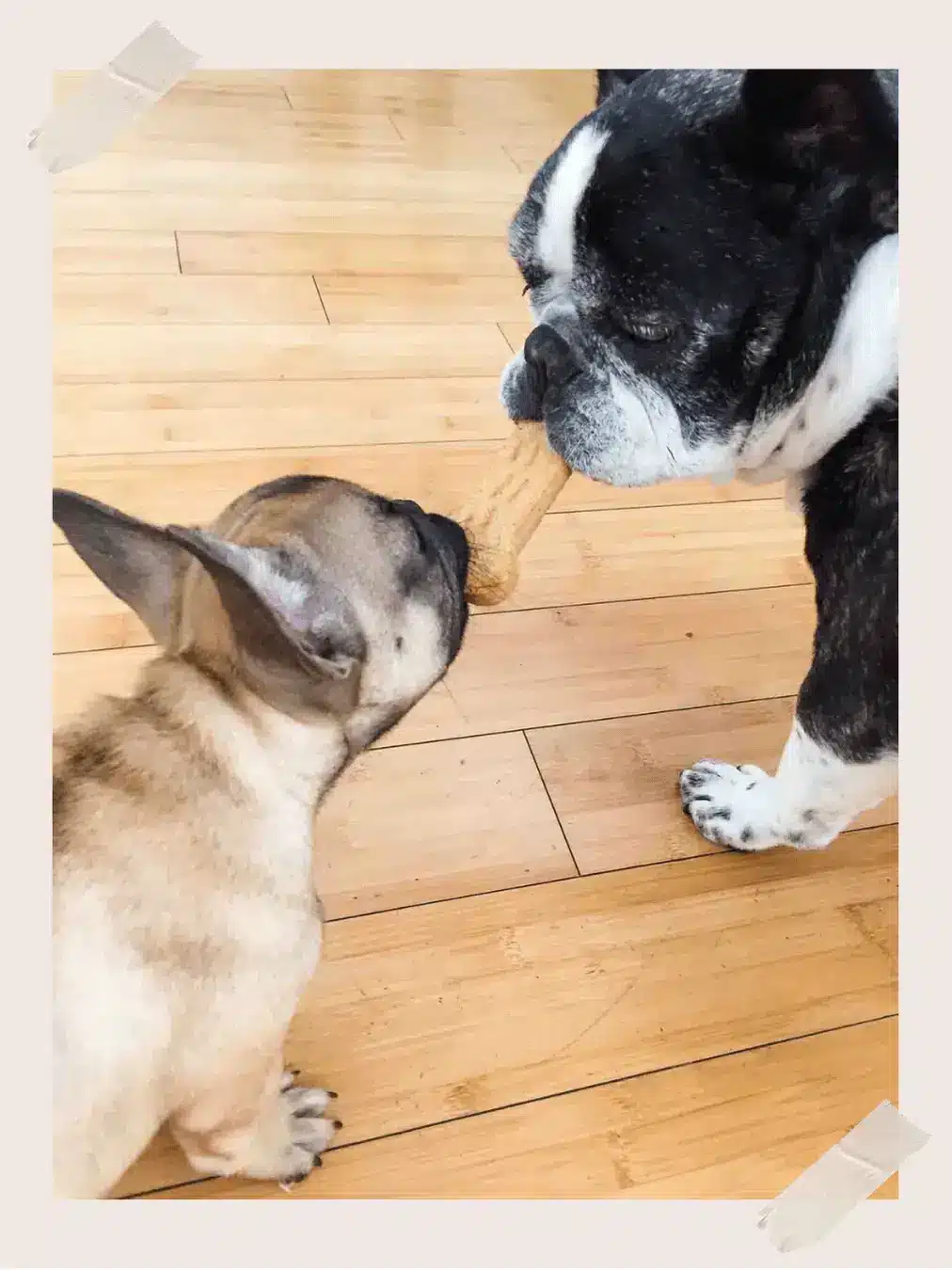 Owning a French Bulldog