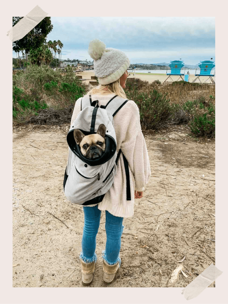 Owning a French Bulldog