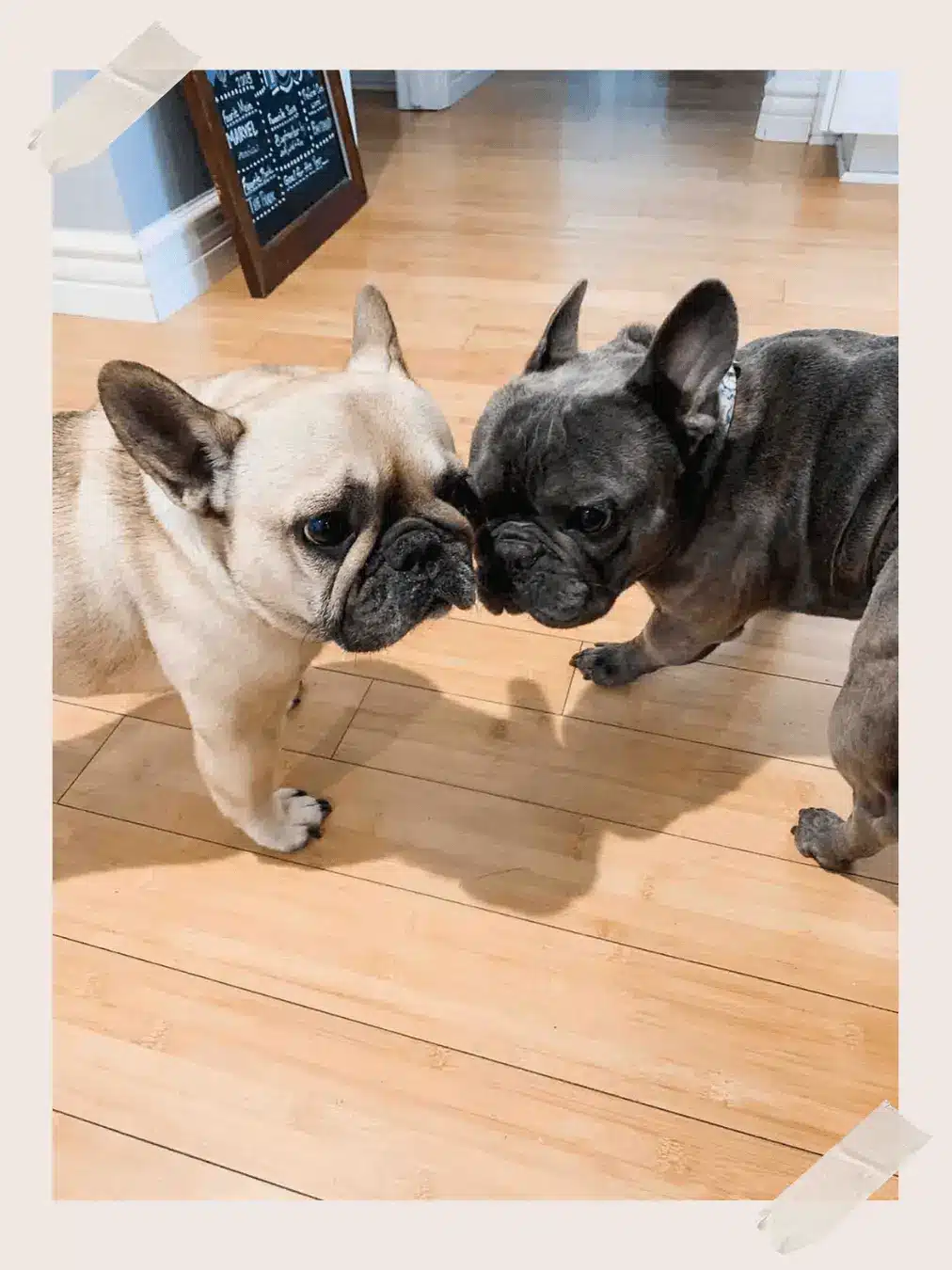 Owning a French Bulldog