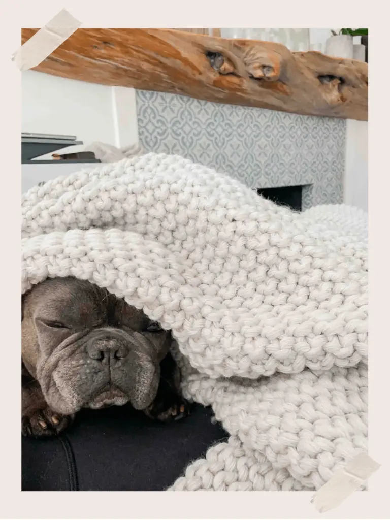 Owning a French Bulldog