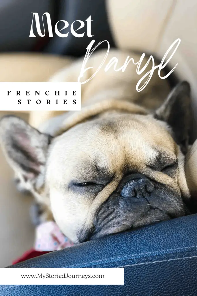 Owning a French Bulldog