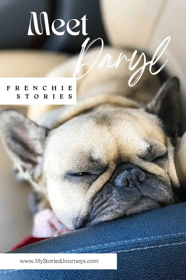 Owning a French Bulldog