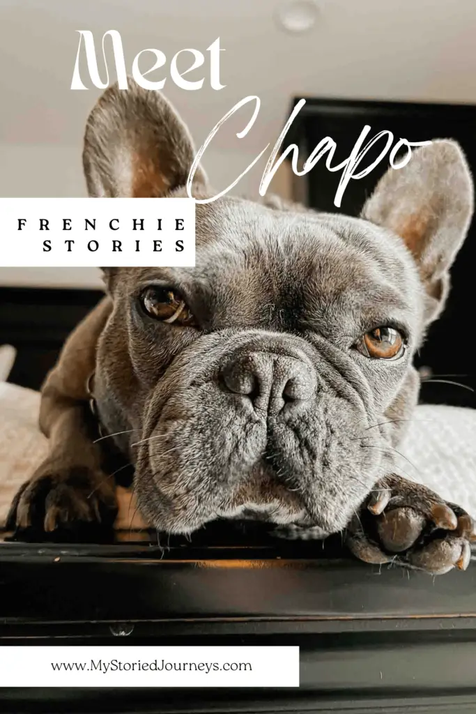 Owning a French Bulldog