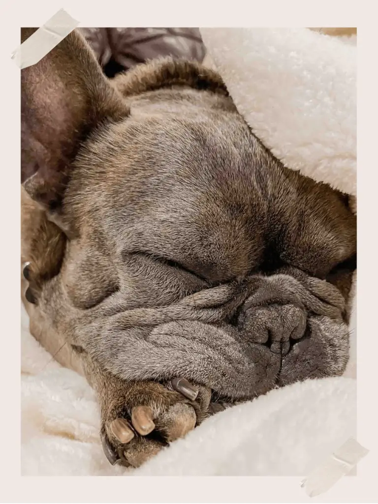 History of French Bulldog