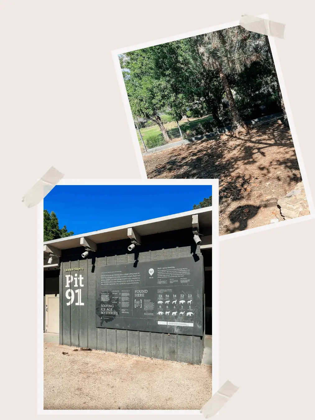 La Brea Tar Pits Excavation Site