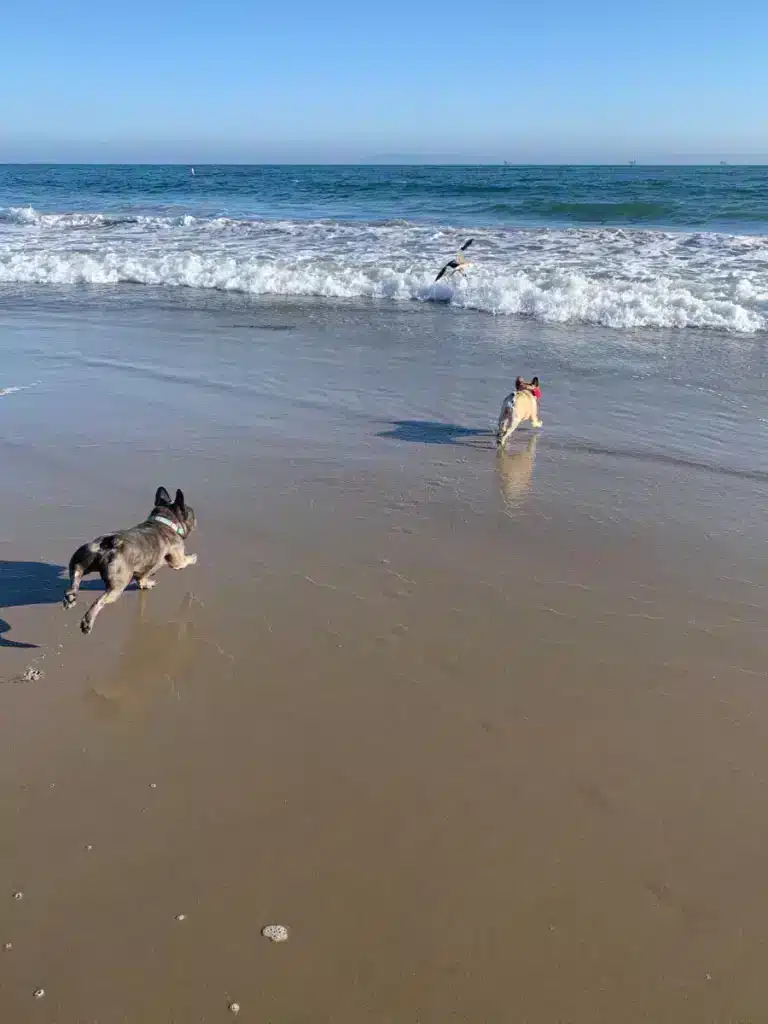 Carpinteria State Beach