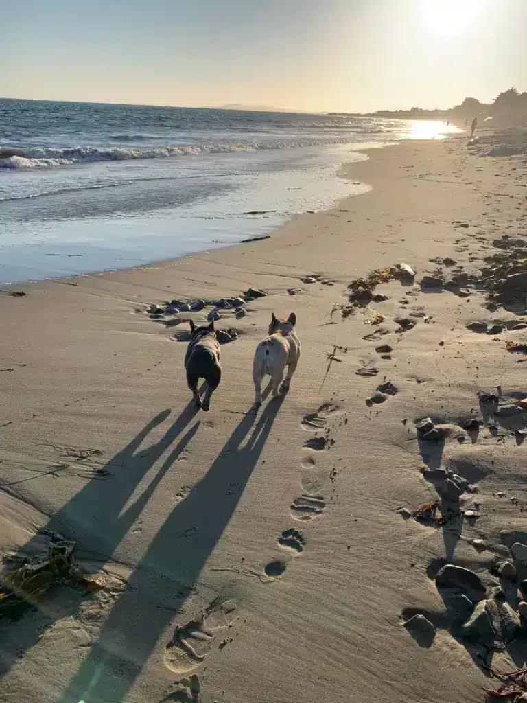 Dog Friendly Carpinteria