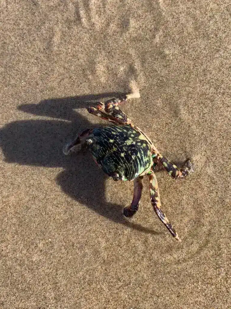 Carpinteria Beach Tide Pools