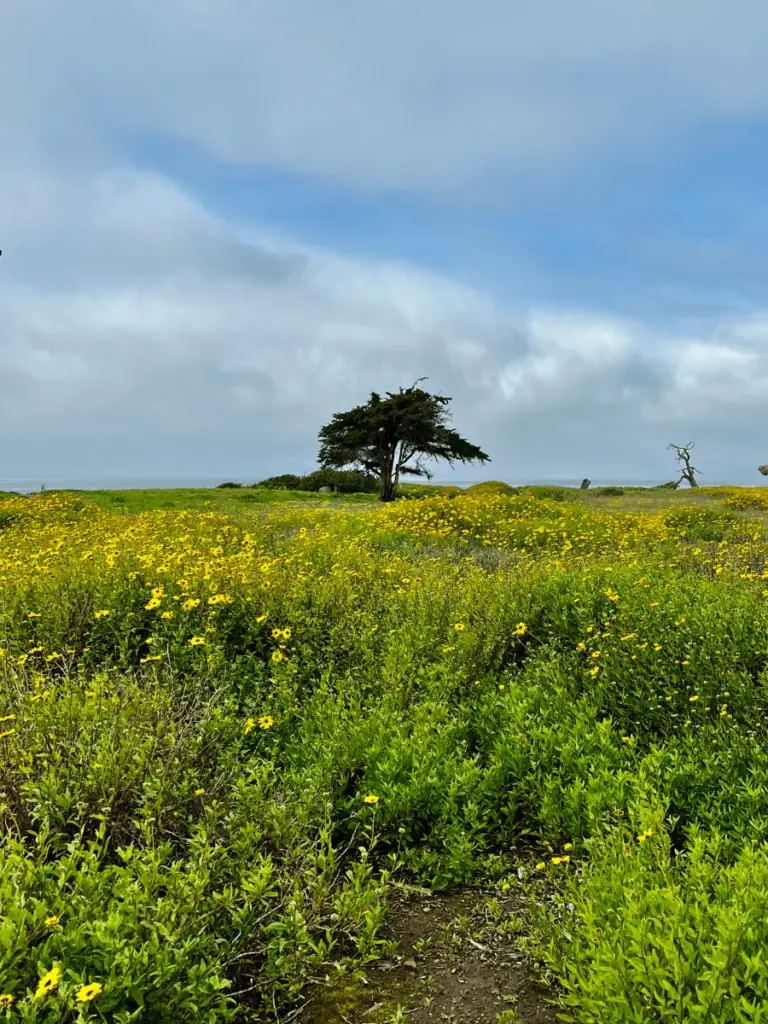 Carpinteria Bluffs