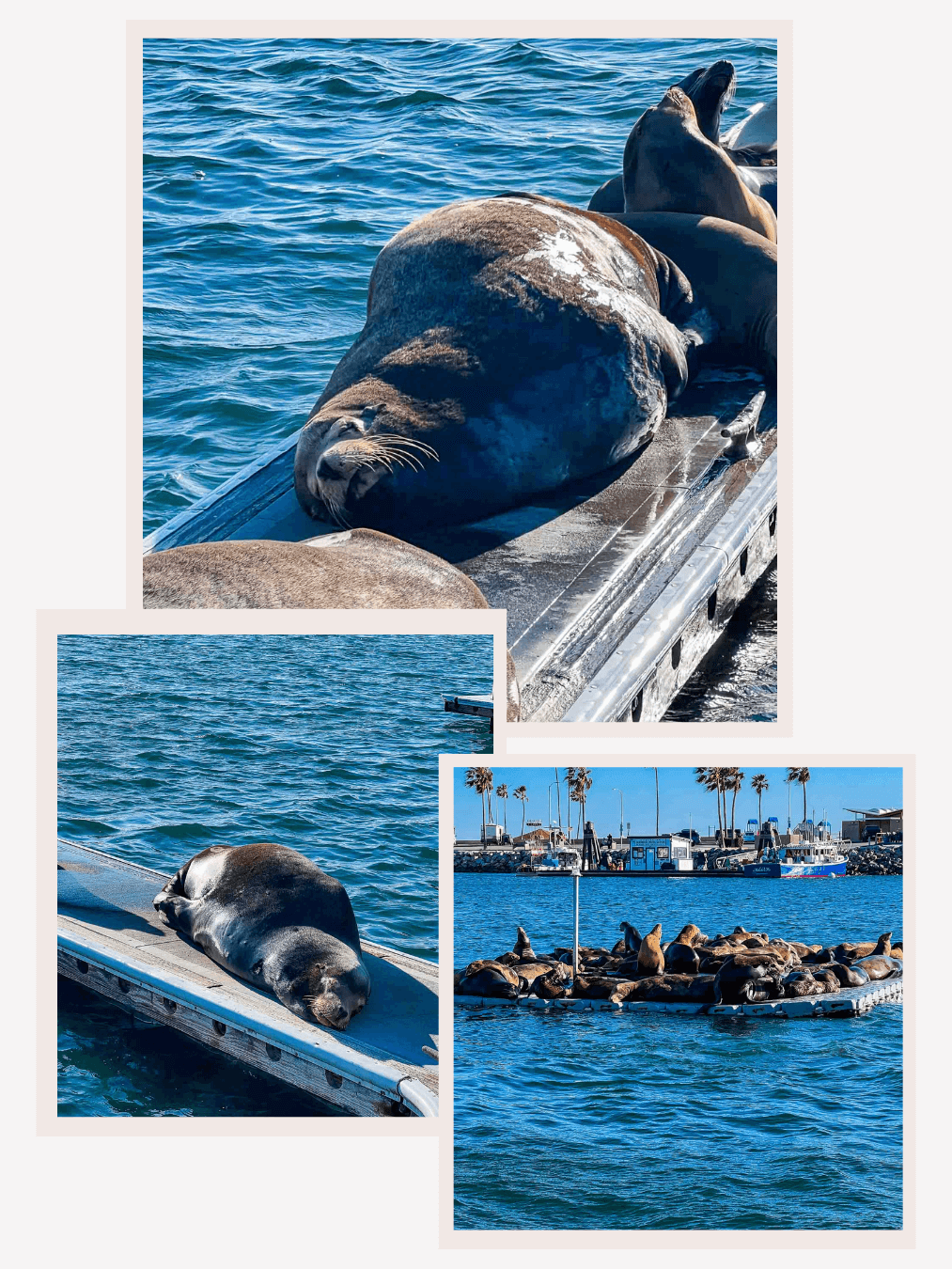 Oceanside Sea Lions