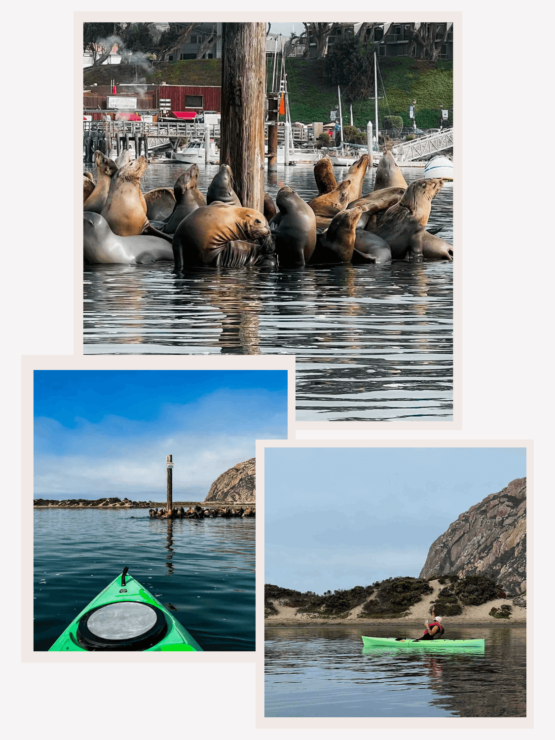 Wildlife at Morro Bay, with sea lions in the water near the docks and Morro Rock in the background