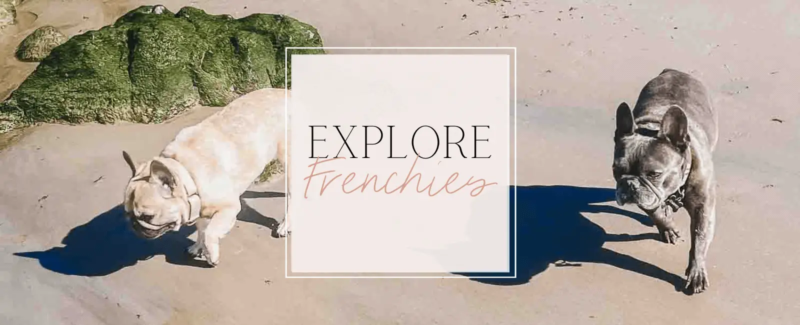 Explore Frenchies