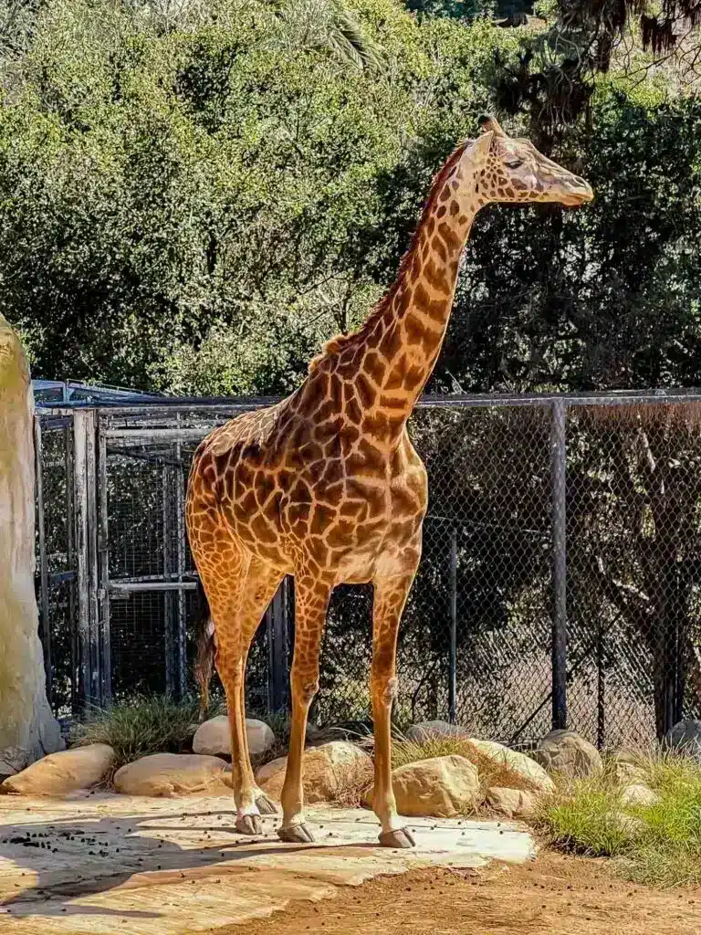 Santa Barbara zoo