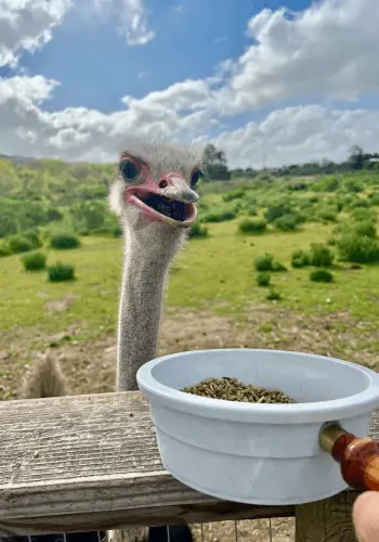 Up close with ostriches in Buelton California