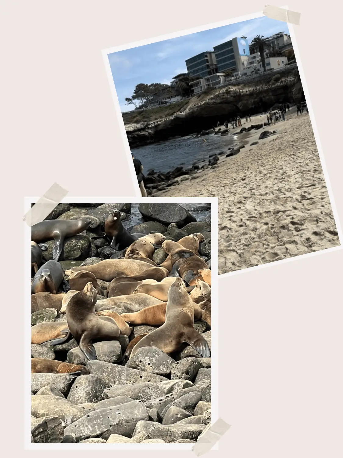 Visit La Jolla Cove