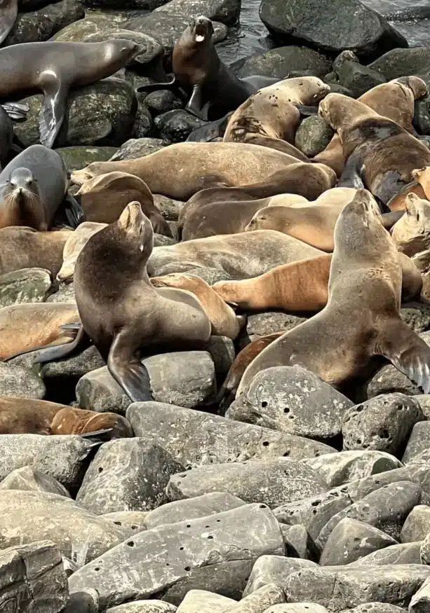 La Jolla Cove Seals and Sea Lions