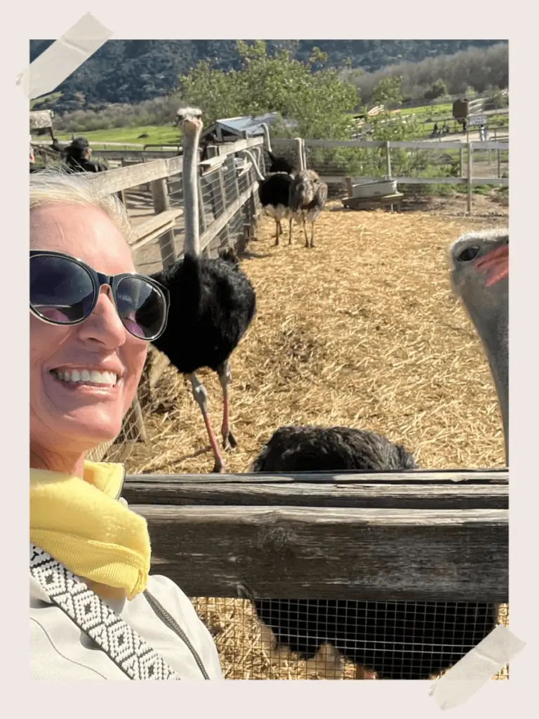 Up close with ostriches