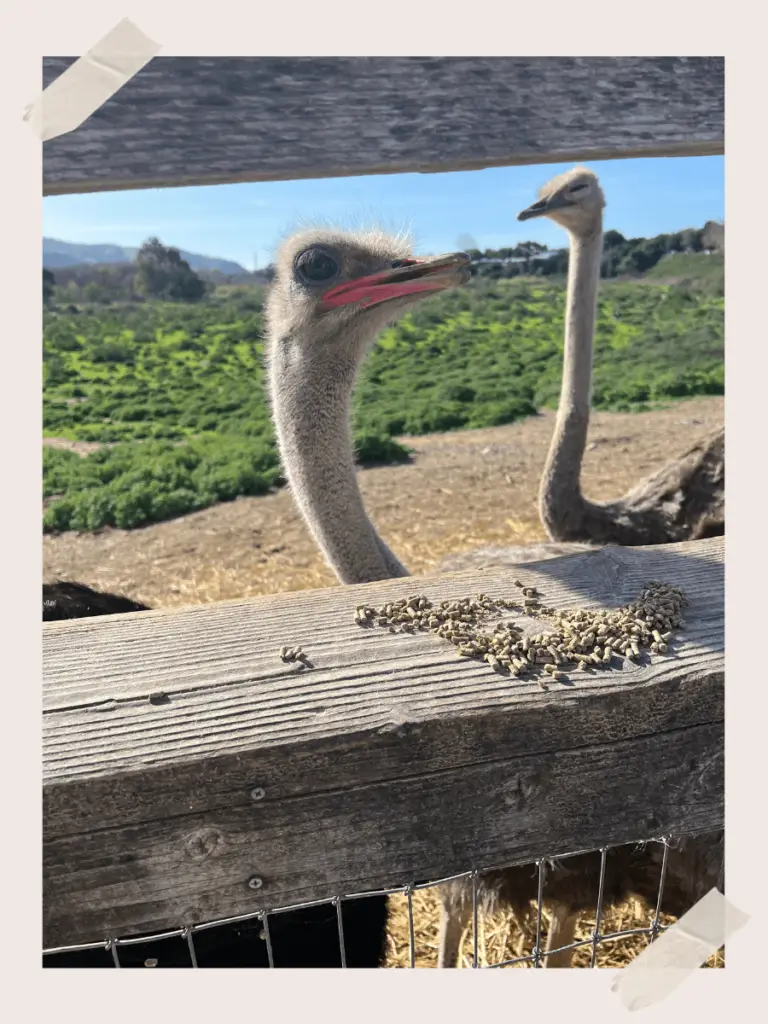 Up close with ostriches