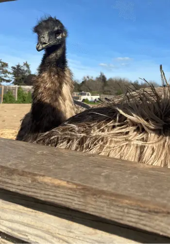 Emus at Ostrichland