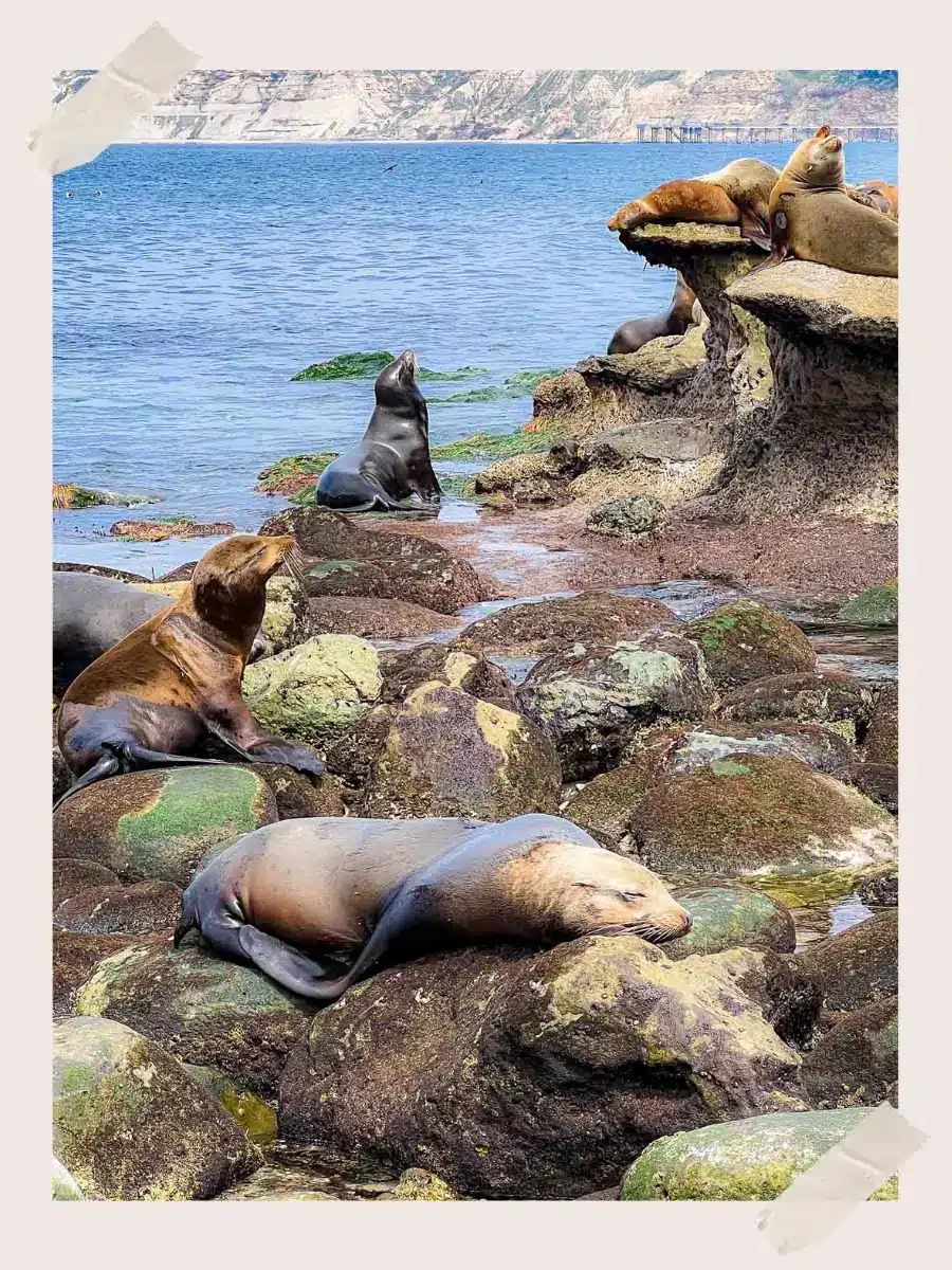 La Jolla Cove Marine life