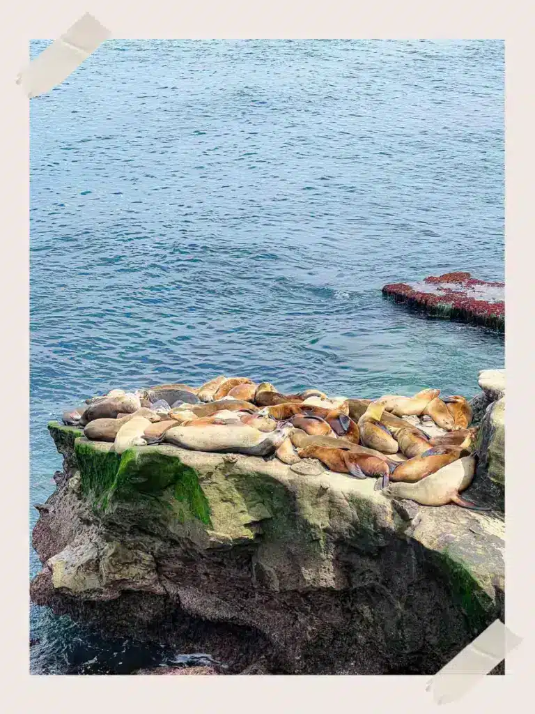 Seals at La Jolla Cove