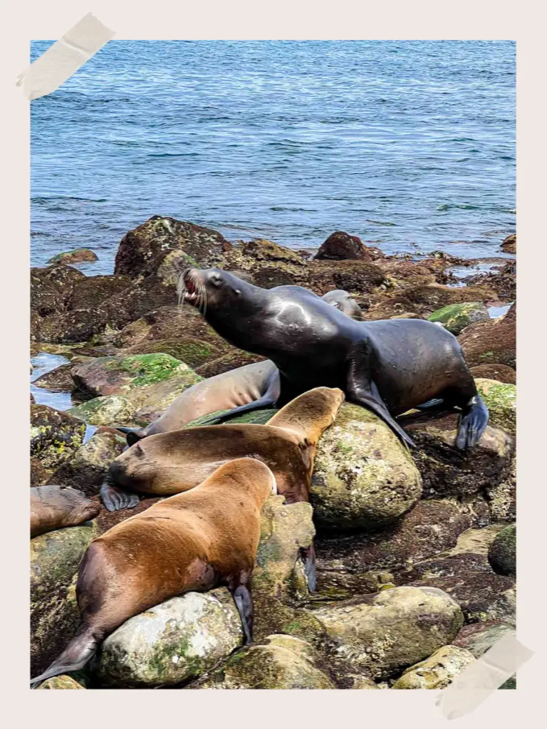 Sea Lions at La Jolla Cove