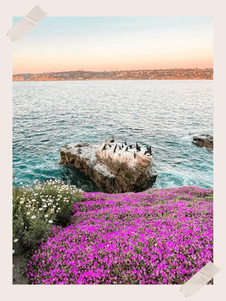 La Jolla Cove Marine Life