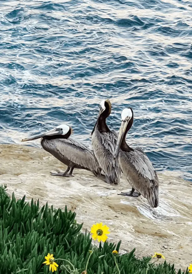 La Jolla Cove Pelicans