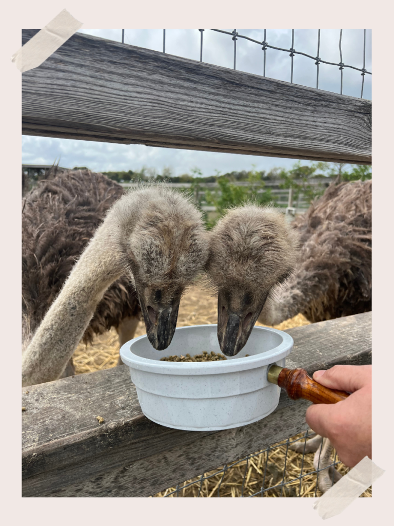 Feed Ostriches at Ostrichland