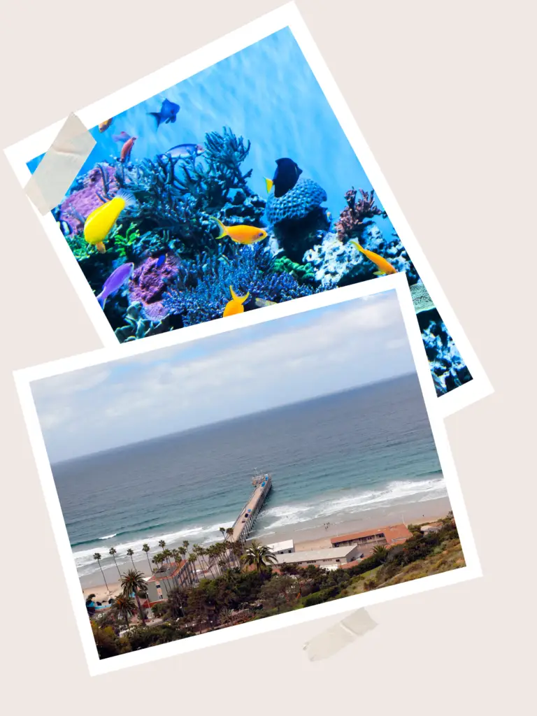 Visit Birch Aquarium